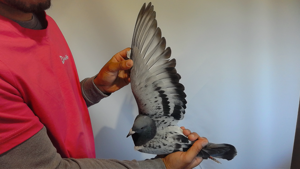 Pigeon image