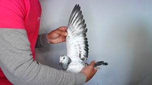 Pigeon image