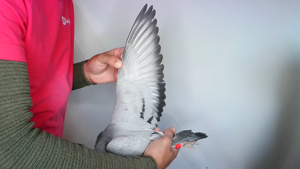Pigeon image
