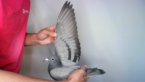 Pigeon image