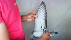 Pigeon image