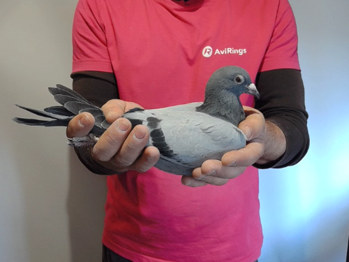 Pigeon image