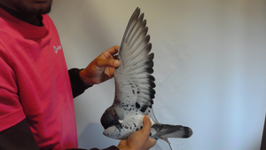 Pigeon image