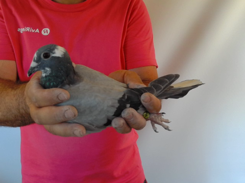 Pigeon image