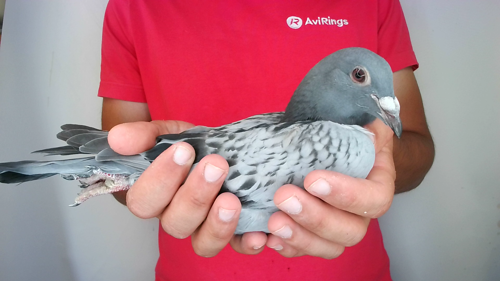 Pigeon image