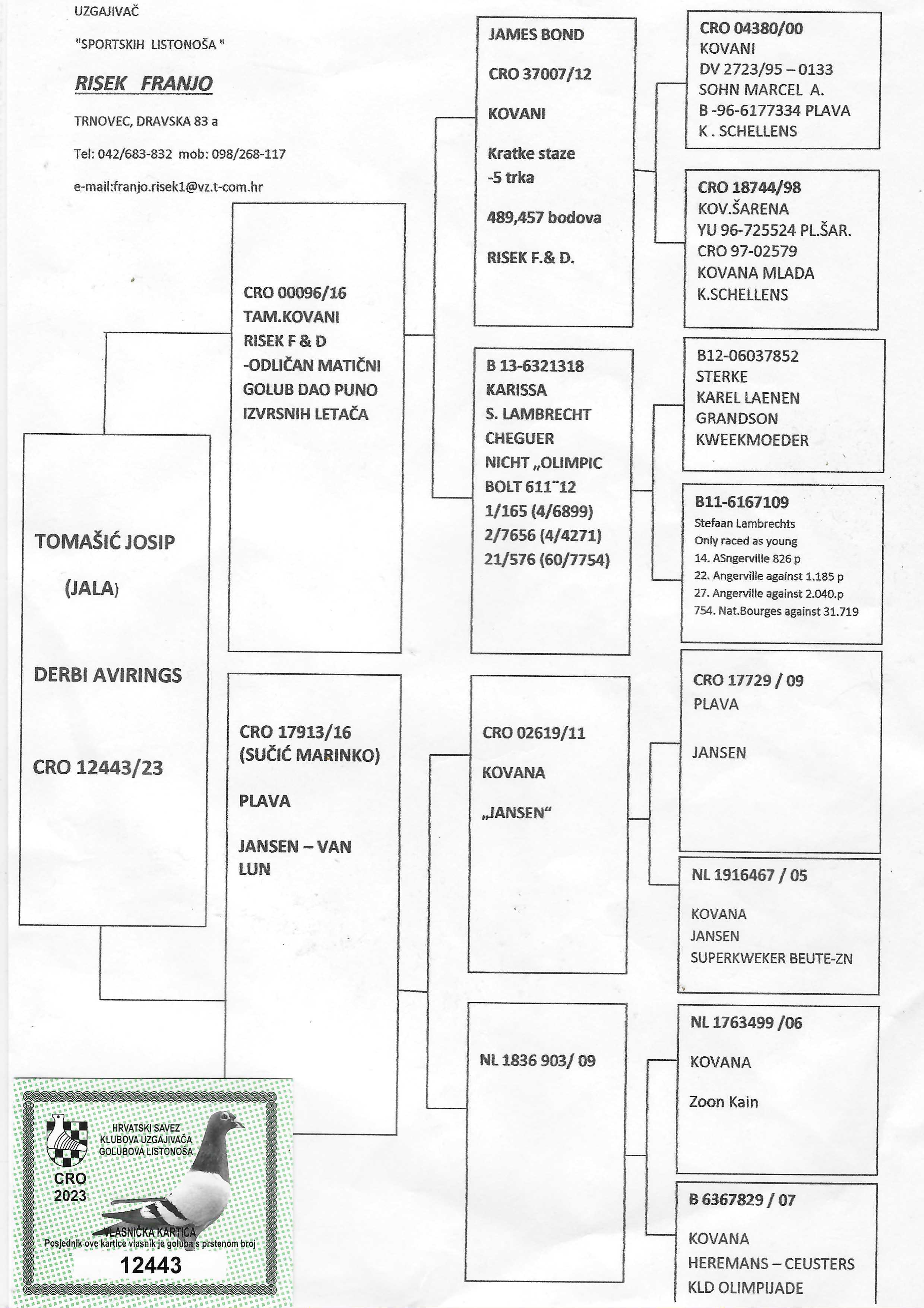 Pigeon pedigree image