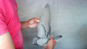 Pigeon image