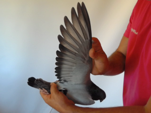 Pigeon image