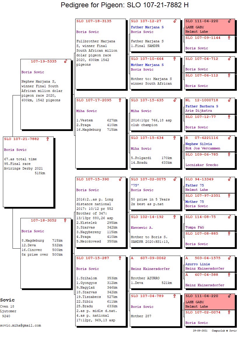 Pigeon pedigree image