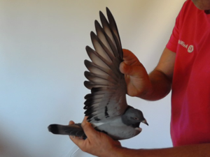 Pigeon image