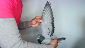Pigeon image