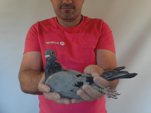 Pigeon image
