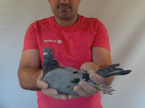 Pigeon image