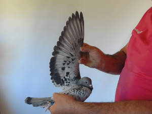Pigeon image