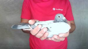 Pigeon image