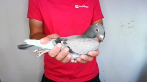 Pigeon image