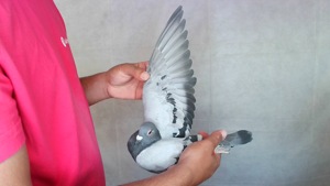 Pigeon image