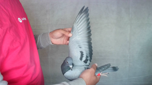 Pigeon image
