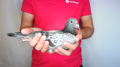 Pigeon image