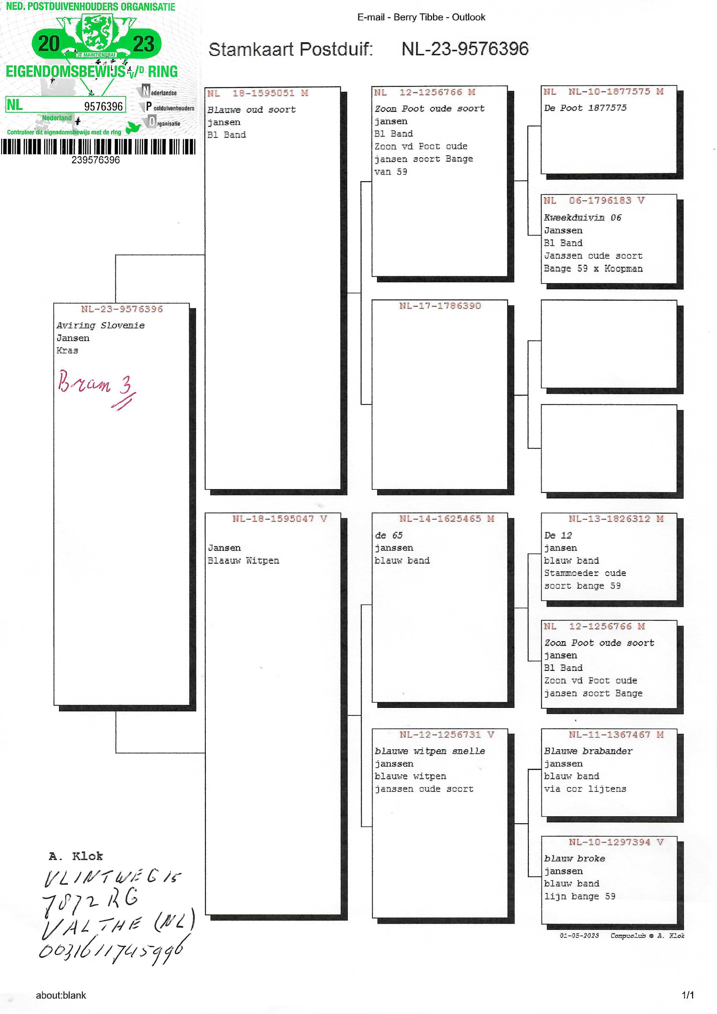Pigeon pedigree image