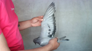 Pigeon image