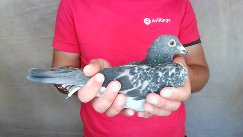 Pigeon image