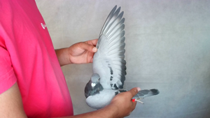 Pigeon image