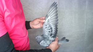 Pigeon image