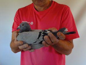 Pigeon image