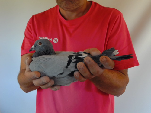 Pigeon image