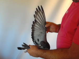 Pigeon image