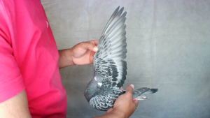 Pigeon image