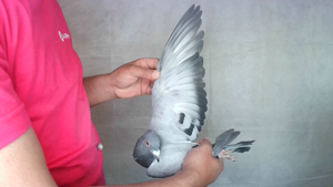 Pigeon image