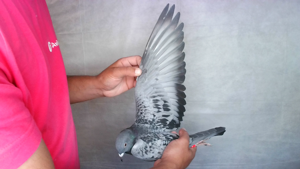 Pigeon image