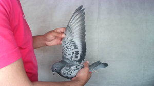 Pigeon image