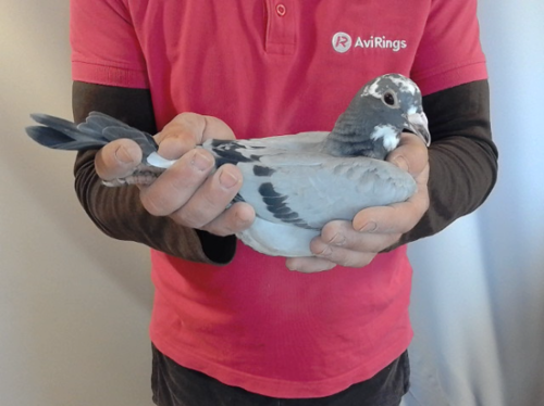 Pigeon image