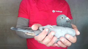 Pigeon image