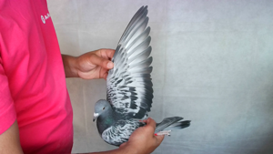 Pigeon image