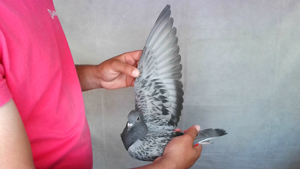 Pigeon image