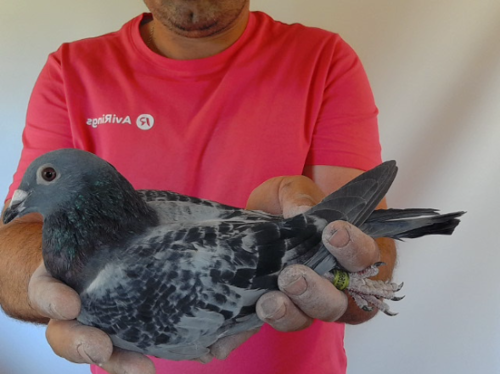 Pigeon image