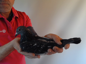 Pigeon image
