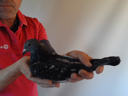 Pigeon image