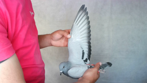 Pigeon image