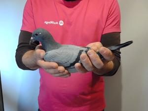 Pigeon image