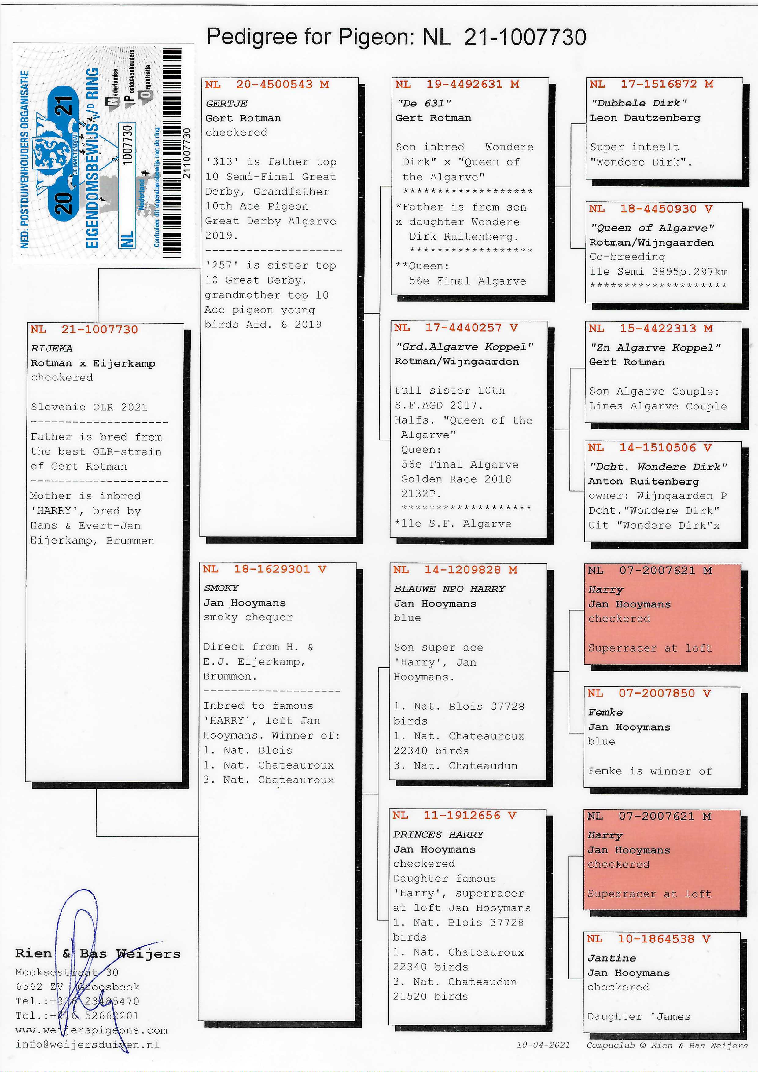 Pigeon pedigree image
