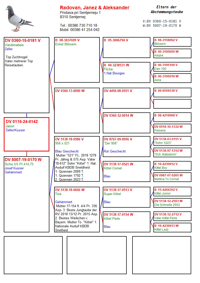 Pigeon pedigree image