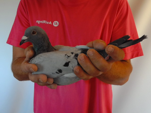 Pigeon image