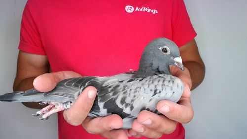 Pigeon image