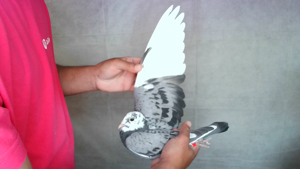 Pigeon image