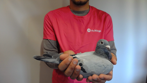 Pigeon image